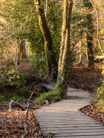 A walk in the woods.jpg